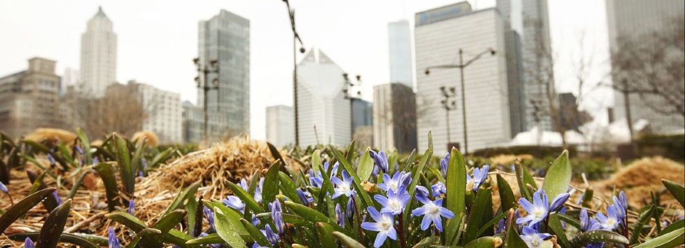 Spring in Chicago Flowers are beginning to bloom in Millennium Park, Chicago in the spring. The skyline and bandshell are in the background.